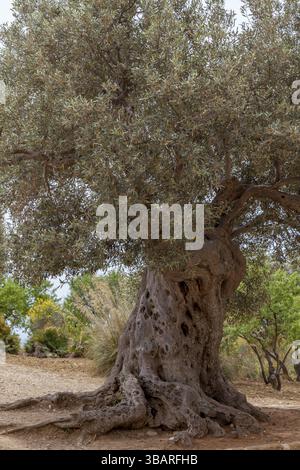 Un vieux olivier impressionnant avec une couronne dense et une écorce noueuse massive se dresse dans un paysage tranquille dans la vallée d'Agrigente, Sicile, Italie, UE Banque D'Images