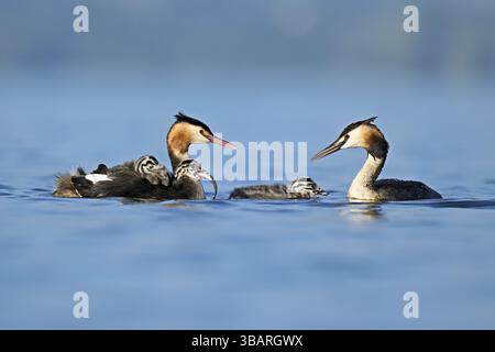 Great Crested Grebe (Podiceps festonné Ribonfish) couple nourrissant leur progéniture avec des poissons, lac de Zoug, Canton Zoug, Suisse, Europe Banque D'Images