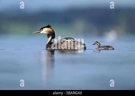 Great Crested Grebe (Podiceps festonné Ribbonfish), avec des poussins nageant dans l'eau, lac de Zoug, Canton de Zoug, Suisse, Europe Banque D'Images