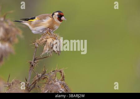 Goldfinch, Goldfinch, (Carduelis carduelis), biotope, habitat, recherche de nourriture, perche, vers, Rhénanie-Palatinat, Allemagne, Europe Banque D'Images