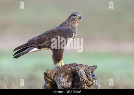 Buzzard, (Buteo buteo), animaux, oiseau, oiseau de proie, biotope, habitat, debout sur bois mort, cache de Calera / steppe Raptors, Calera y Chozas, Casti Banque D'Images