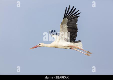 Cigogne blanche, (Ciconia ciconia), animaux, oiseaux, photo de vol, cigognes, ciel bleu, m, Israël, Asie Banque D'Images