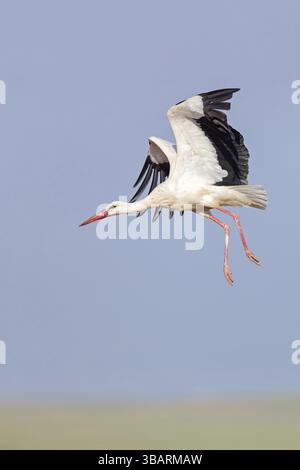 Cigogne blanche, (Ciconia ciconia), animaux, oiseaux, photo de vol, cigognes, ciel bleu, m, Israël, Asie Banque D'Images