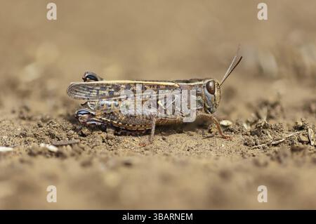 Calliptamus italicus, (Calliptamus italicus), sauterelle à pieds courts, macro, insecte, insectes, sauterelle, Kaiserstuhl, Bade-Wuertemberg, Allemagne Banque D'Images