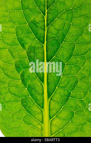 Gros plan sur les feuilles de consoude Banque D'Images