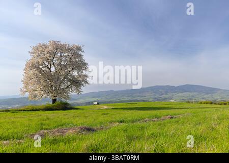 Cerisier en fleurs solitaire debout dans un pré vert avec des montagnes en arrière-plan près de Budina, Slovaquie Banque D'Images