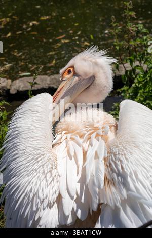 Londres, Royaume-Uni. 13 mai 2025. Météo britannique ; printemps à St James Park Londres UK Pelican Preening Credit : Ian Davidson/Alamy Live News Banque D'Images