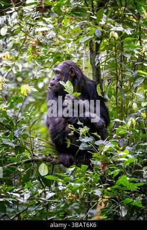 Le chimpanzé adulte, pantroglodytes, mange des fruits dans la forêt tropicale du parc national de Kibale, dans l'ouest de l'Ouganda. Le programme de conservation du parc signifie Banque D'Images