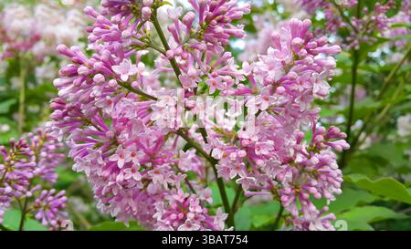 Gros plan sur une branche de buisson lilas en floraison printanière Banque D'Images