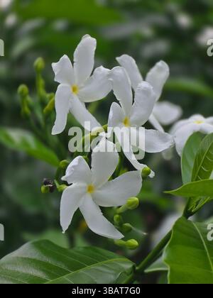 Explorez le feuillage luxuriant et les fleurs blanches et parfumées de l'arbuste de jasmin crêpé à la lumière naturelle Banque D'Images
