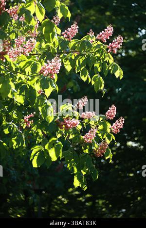 Un arbre avec des fleurs roses est au soleil Banque D'Images