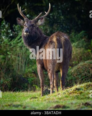 Cerf Sambar sri-lankais (Rusa unicolor unicolor) capturé dans le parc national de Horton Plains, au Sri Lanka. Banque D'Images
