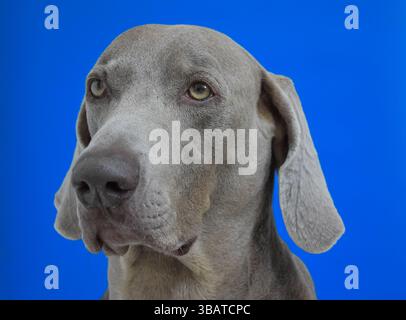Portrait de chien de Weimaraner Banque D'Images