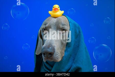 Chien Weimaraner dans le fond de bain Banque D'Images