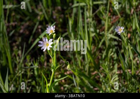 Délicates fleurs blanches de Rabelera holostea ou plus grande piqûre dans une prairie au printemps par une journée ensoleillée, gros plan Banque D'Images