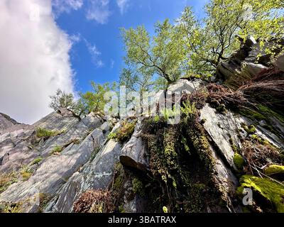 Admirez les spectaculaires falaises d'ardoise de Dinorwic Quarry, Llanberis, au nord du pays de Galles, avec des fougères sauvages et des arbres qui poussent de la paroi rocheuse sous le ciel bleu. Banque D'Images