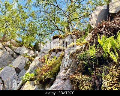 Admirez les spectaculaires falaises d'ardoise de Dinorwic Quarry, Llanberis, au nord du pays de Galles, avec des fougères sauvages et des arbres qui poussent de la paroi rocheuse sous le ciel bleu. Banque D'Images
