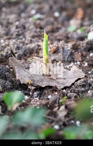 Une plante dans un jardin qui remonte à travers une feuille de chêne morte Banque D'Images