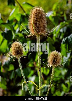 Trois têtes de teasel recouvertes de toile au soleil (Southampton, Angleterre) Banque D'Images