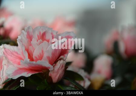 Photo d'une azalée rose (Rhododendron simsii) Banque D'Images