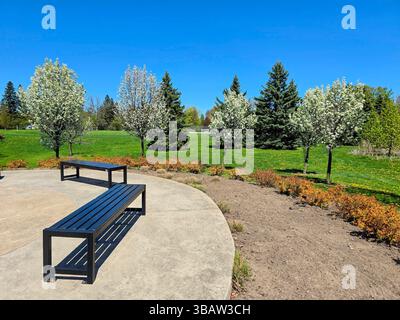 Scène paisible de parc printanier avec des bancs noirs modernes, des arbres en fleurs blanches et de l'herbe verte luxuriante sous un ciel bleu clair. Banque D'Images