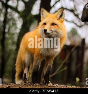 Renard roux (Vulpes vulpes) se tient en alerte sur un sol forestier humide avec une fourrure vive et des oreilles droites, Californie, États-Unis, capturé à l'extérieur en octobre 2024 Banque D'Images