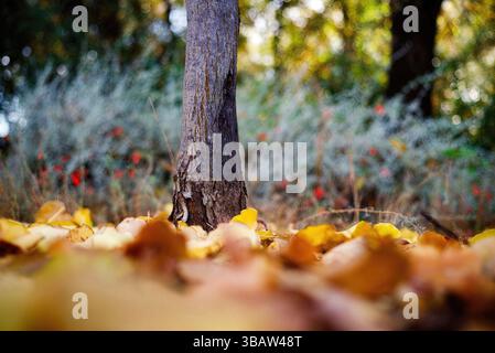 Le tronc d'arbre s'élève d'un lit de feuilles d'automne dorées dans une clairière forestière, Californie, États-Unis, montrant la couleur et la texture saisonnières, octobre 2024 Banque D'Images