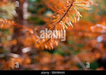 Feuilles d'automne orange rétroéclairées sur une branche caduque dans un habitat forestier, Californie, États-Unis, montrant la couleur et la texture saisonnières, novembre 2024 Banque D'Images