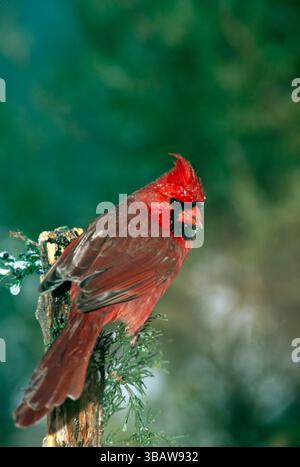 Alerte mâle cardinal du nord, cardinal cardinalis, perchoir sur la branche à feuilles persistantes regardant par-dessus son épaule avec un visage humide enneigé Banque D'Images