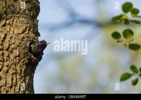 Sturnus vulgaris aka européen étournant à l'intérieur de son nid dans le creux de l'arbre. Nourrir les nouveau-nés. Oiseau commun en république tchèque. Banque D'Images
