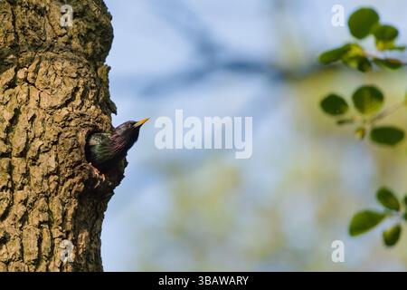 Sturnus vulgaris aka européen étournant à l'intérieur de son nid dans le creux de l'arbre. Nourrir les nouveau-nés. Oiseau commun en république tchèque. Banque D'Images