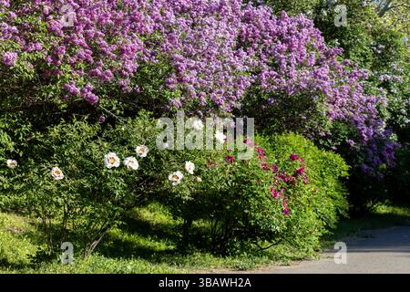 Belle grande fleur de pivoine d'arbre blanc et lilas. Fleur de pivoine d'arbre fleuri avec de grands pétales blancs, étamines jaunes et feuilles vertes par une journée ensoleillée. Banque D'Images