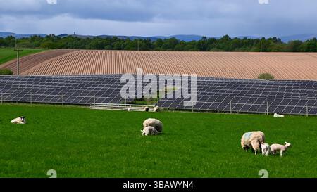 Panneaux solaires photovoltaïques montés au sol installés dans un paysage rural un jour de printemps avec pâturage de moutons et un champ de pommes de terre près de Forfar, Angus, Écosse. Banque D'Images