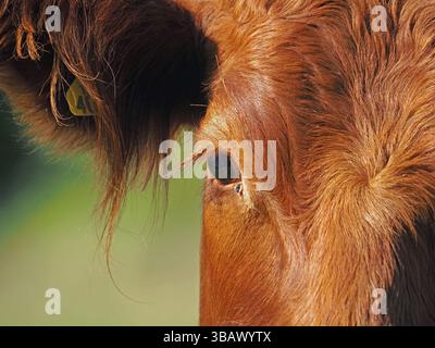 Gros plan détaillé de l'oeil et de l'oreille de la vache brun rouge sur des terres agricoles dans Cumbria, Angleterre Royaume-Uni Banque D'Images