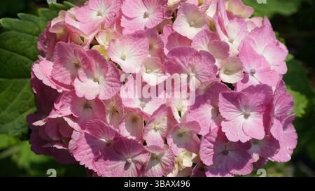 Explorer l'élégance d'Ajisai : fleurs d'hortensia japonaises Banque D'Images