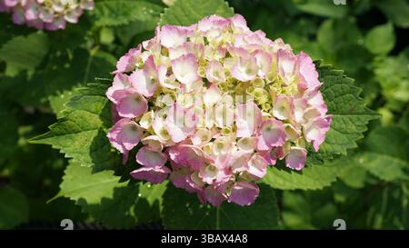Explorer l'élégance d'Ajisai : fleurs d'hortensia japonaises Banque D'Images