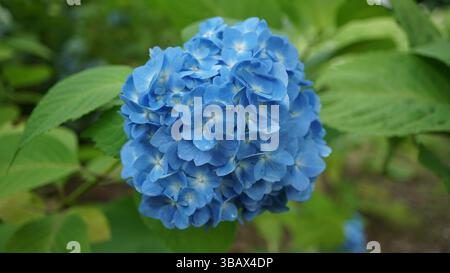Explorer l'élégance d'Ajisai : fleurs d'hortensia japonaises Banque D'Images