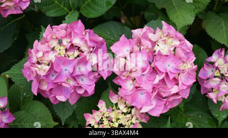 Explorer l'élégance d'Ajisai : fleurs d'hortensia japonaises Banque D'Images