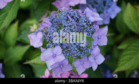Explorer l'élégance d'Ajisai : fleurs d'hortensia japonaises Banque D'Images