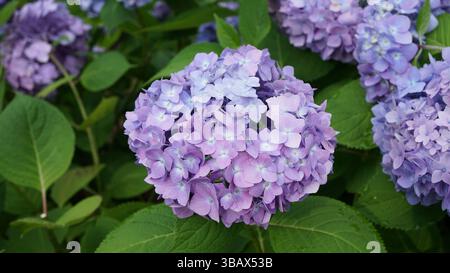 Explorer l'élégance d'Ajisai : fleurs d'hortensia japonaises Banque D'Images