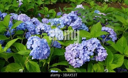 Explorer l'élégance d'Ajisai : fleurs d'hortensia japonaises Banque D'Images