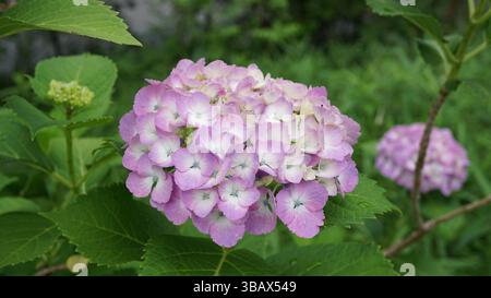 Explorer l'élégance d'Ajisai : fleurs d'hortensia japonaises Banque D'Images