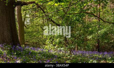 Bluebells dans leur cadre boisé naturel Banque D'Images