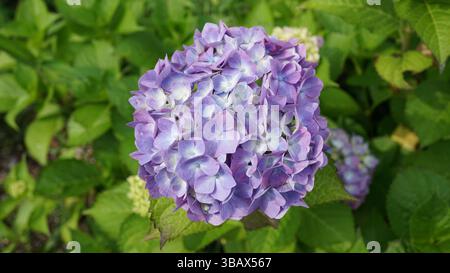 Explorer l'élégance d'Ajisai : fleurs d'hortensia japonaises Banque D'Images