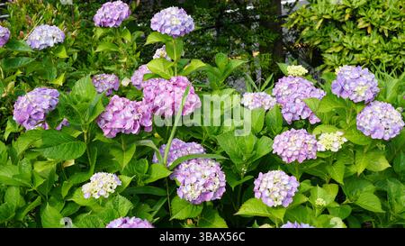 Explorer l'élégance d'Ajisai : fleurs d'hortensia japonaises Banque D'Images