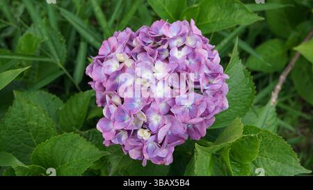 Explorer l'élégance d'Ajisai : fleurs d'hortensia japonaises Banque D'Images