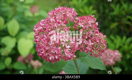 Explorer l'élégance d'Ajisai : fleurs d'hortensia japonaises Banque D'Images