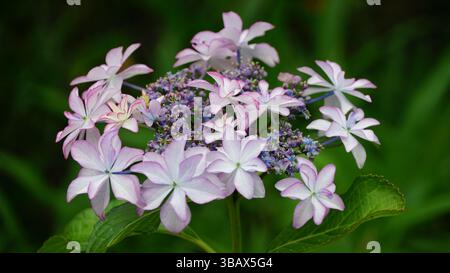 Explorer l'élégance d'Ajisai : fleurs d'hortensia japonaises Banque D'Images