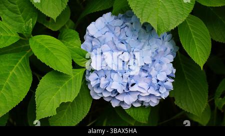 Explorer l'élégance d'Ajisai : fleurs d'hortensia japonaises Banque D'Images