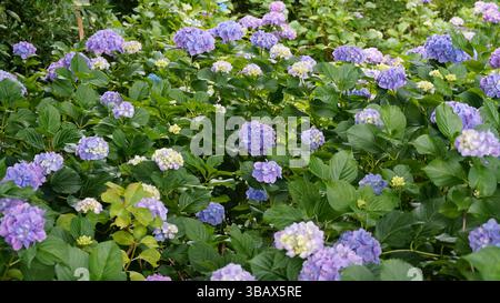 Explorer l'élégance d'Ajisai : fleurs d'hortensia japonaises Banque D'Images